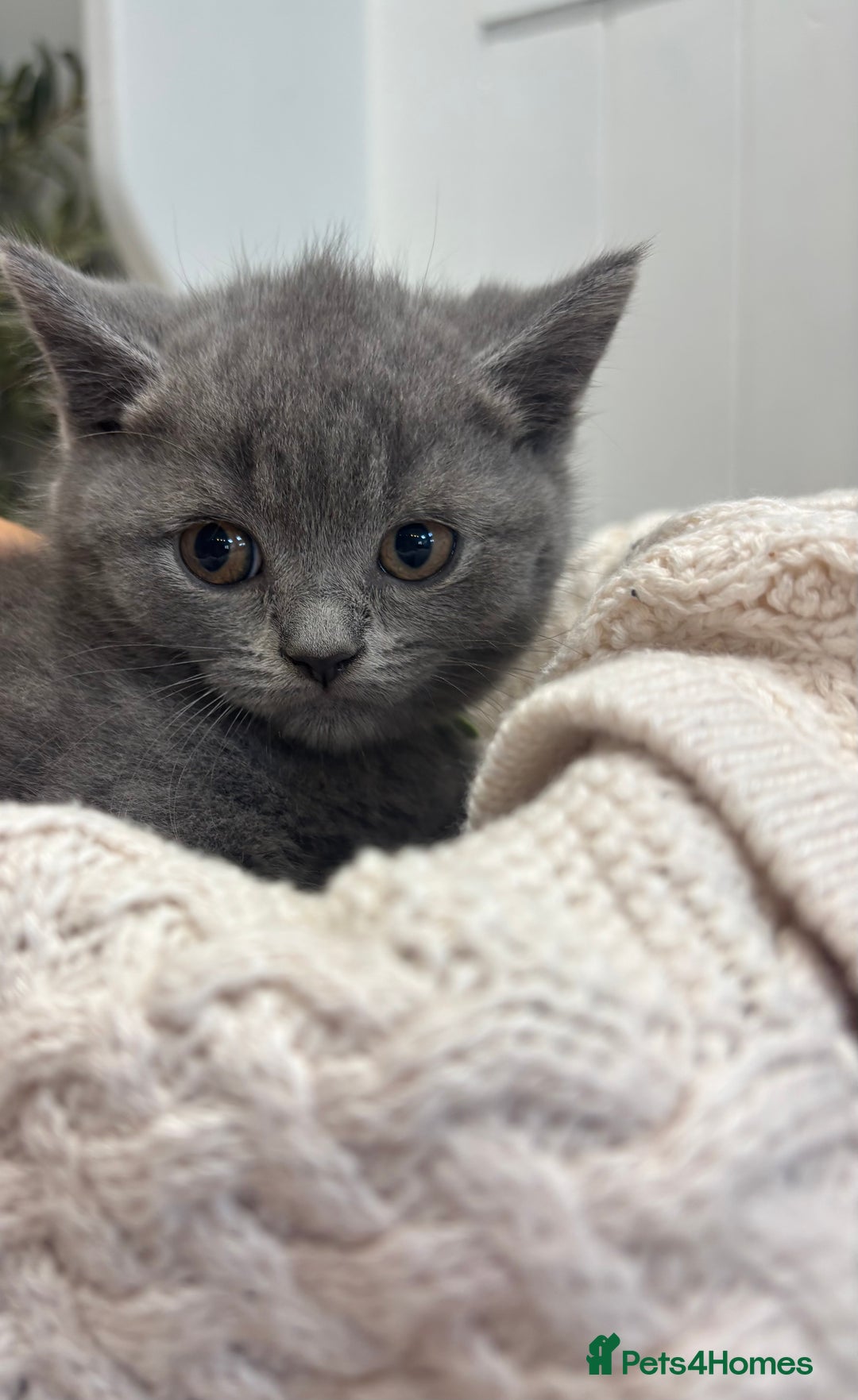 British Shorthair cats for sale: ✨ TWO KITTENS REMAINING.. BRITISH SHORTHAIR ✨ - Image 3