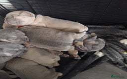 French Bulldog dogs for sale: Beautiful chunky French Bulldogs - Image 13