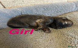 Pomapoo dogs for sale: Beautiful Pom puppies 🐶  - Image 6