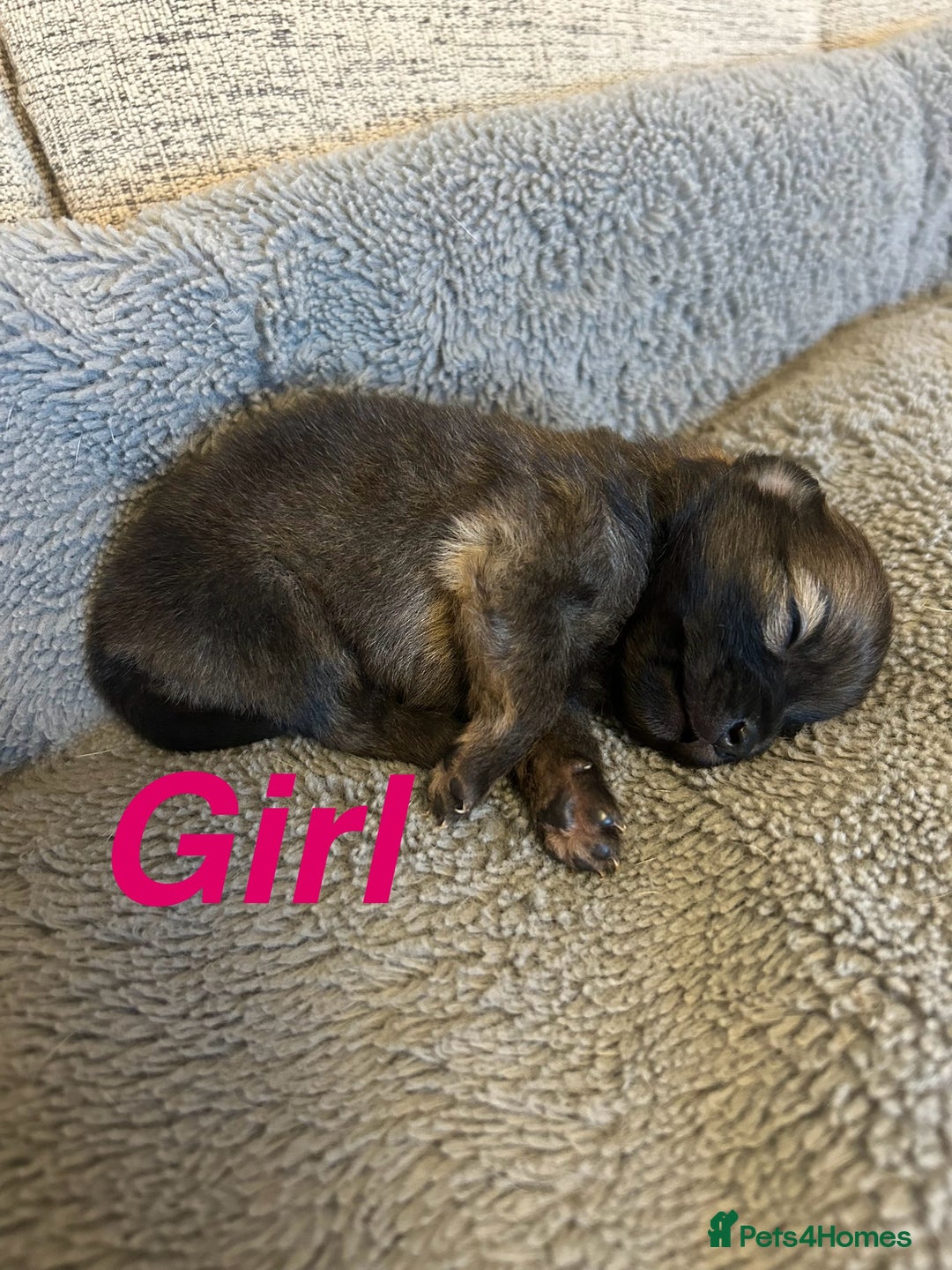 Pomapoo dogs for sale: Beautiful Pom puppies 🐶  - Image 6