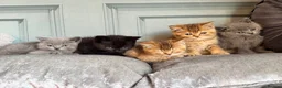 British Shorthair cats for sale: stunning affectionate Kittens available - Advert 4