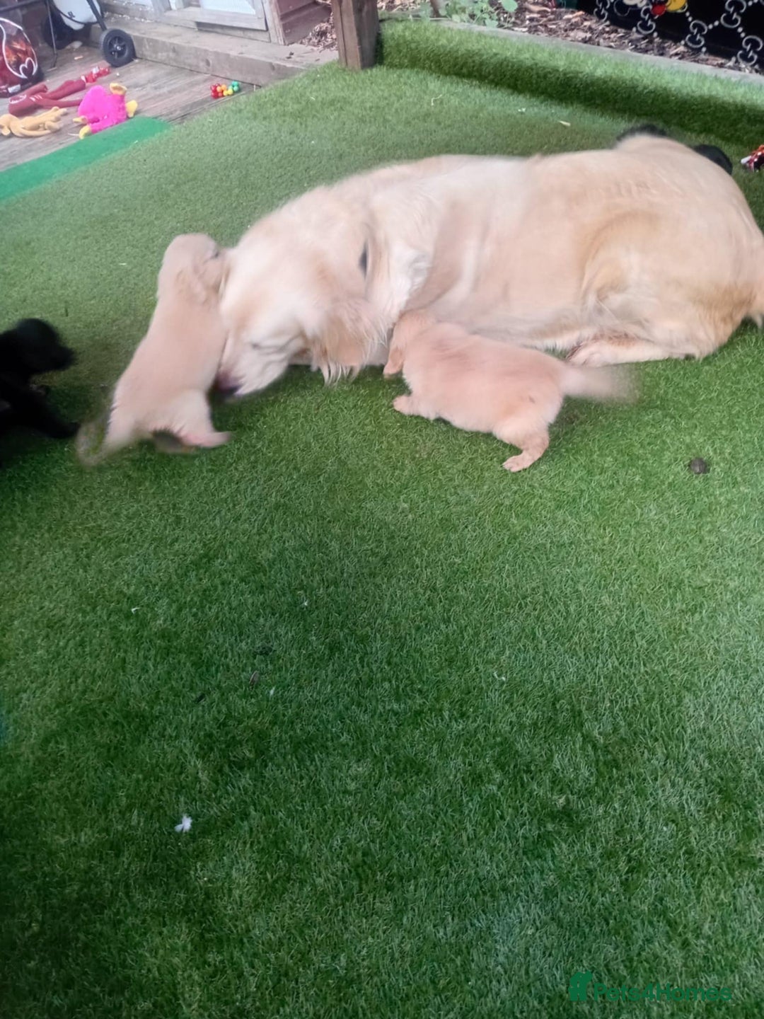 Goldendoodle dogs for sale: 🥰READY NOW GOLDENDOODLES🥰 - Image 10