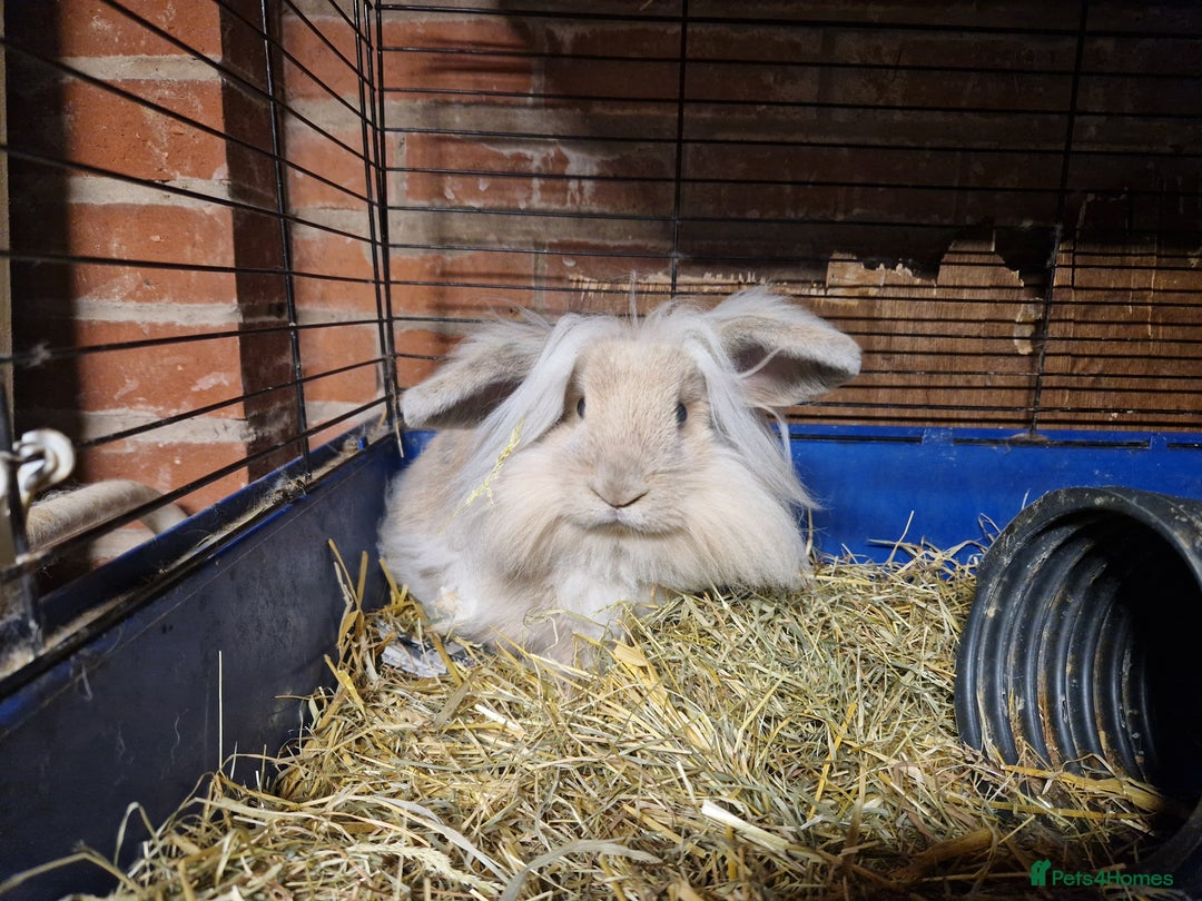 Mini Lion Lop rabbits for sale: Super floofy gorgeous golden lion lop boy - Image 5