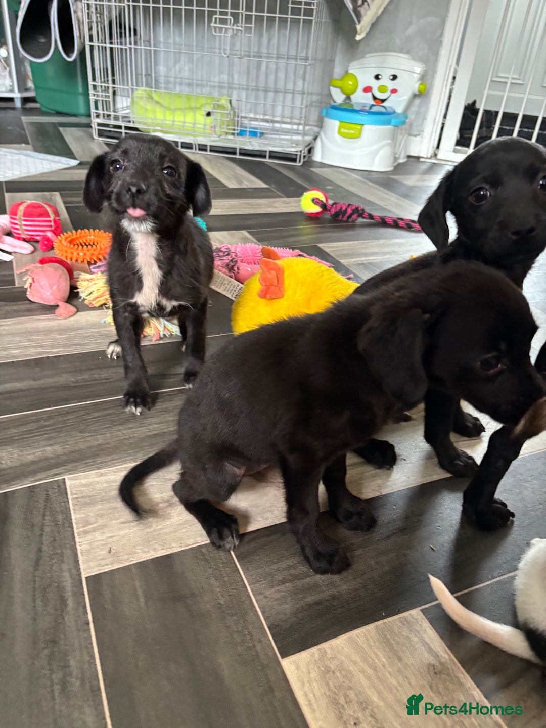 Patterjack dogs for sale: 4 lovely patterjacks  - Image 19