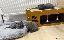British Shorthair cats for sale: British shorthair kittens “Ready now” - Image 2