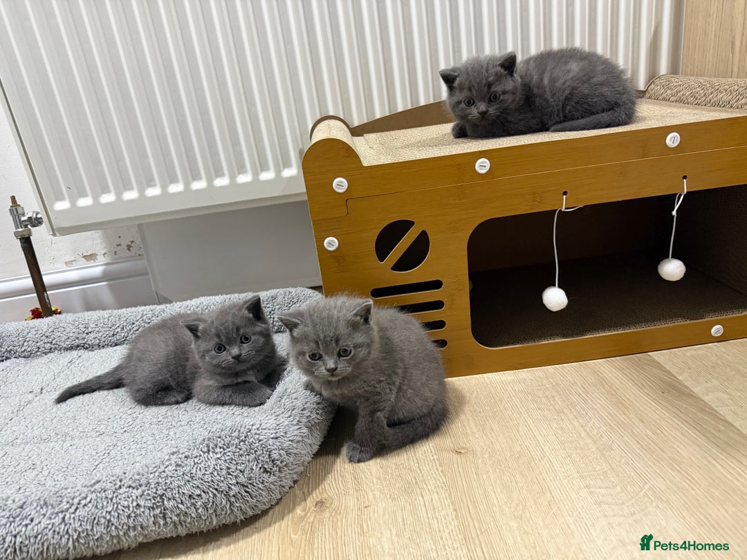 British Shorthair cats for sale: British shorthair kittens “Ready now” - Image 2