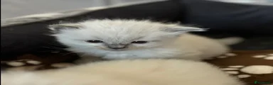 Ragdoll 2