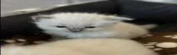 Ragdoll cats for sale: Blue point Ragdoll kittens for sale - Advert 14