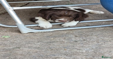 English Springer Spaniel dogs - Advert 12