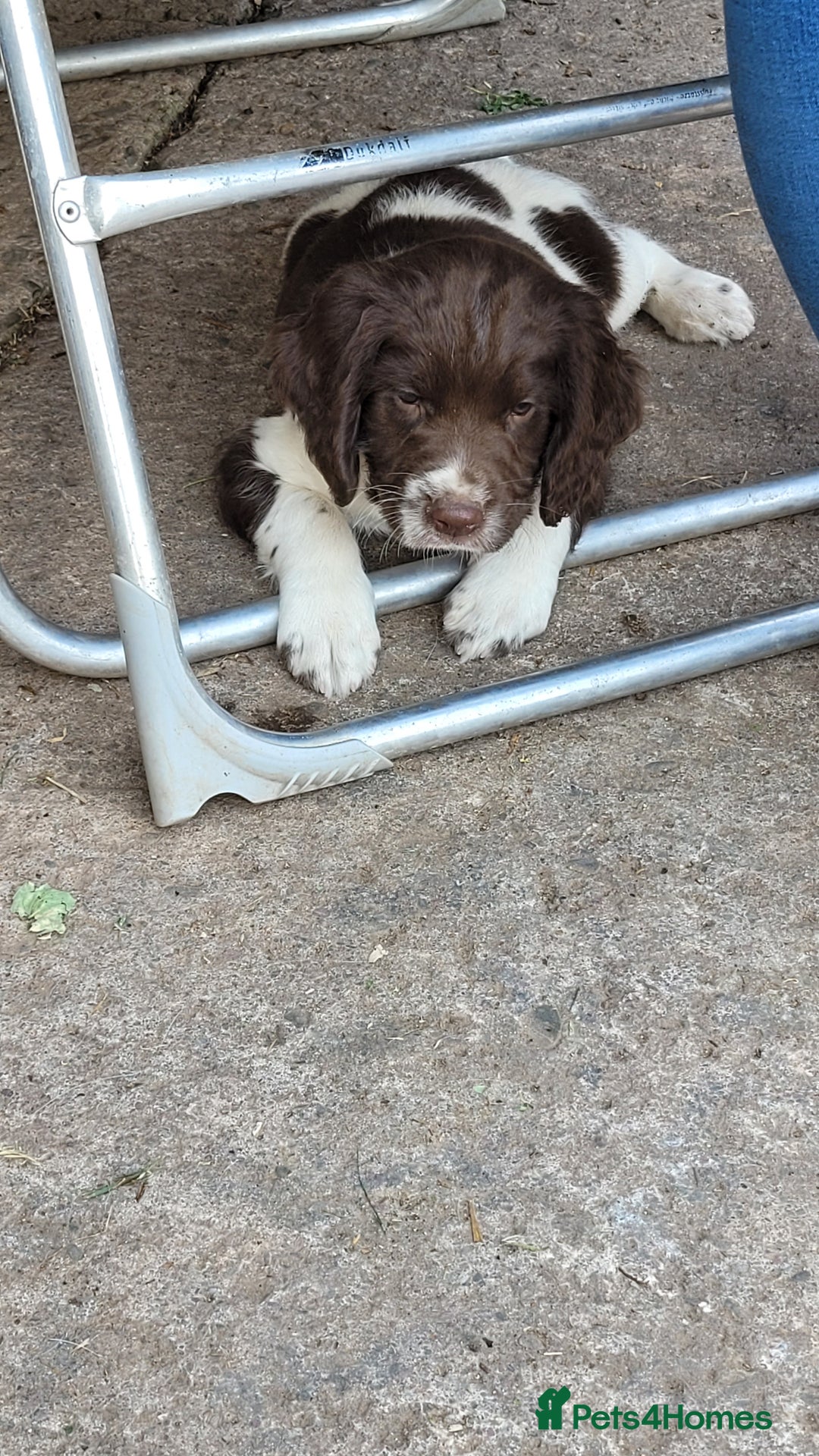 English Springer Spaniel dogs for sale: KC Working English Springer Spaniel puppies  - Image 2