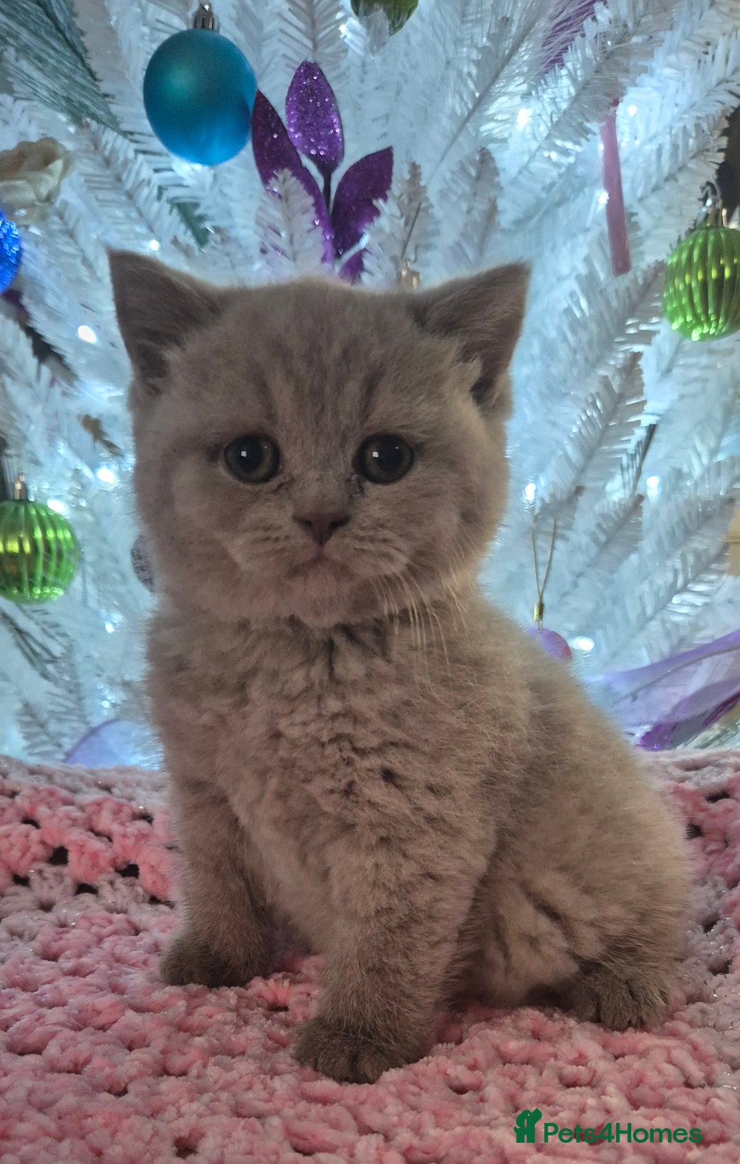 British Shorthair cats for sale: **Stunning TICA Registered Kittens** - Advert 9