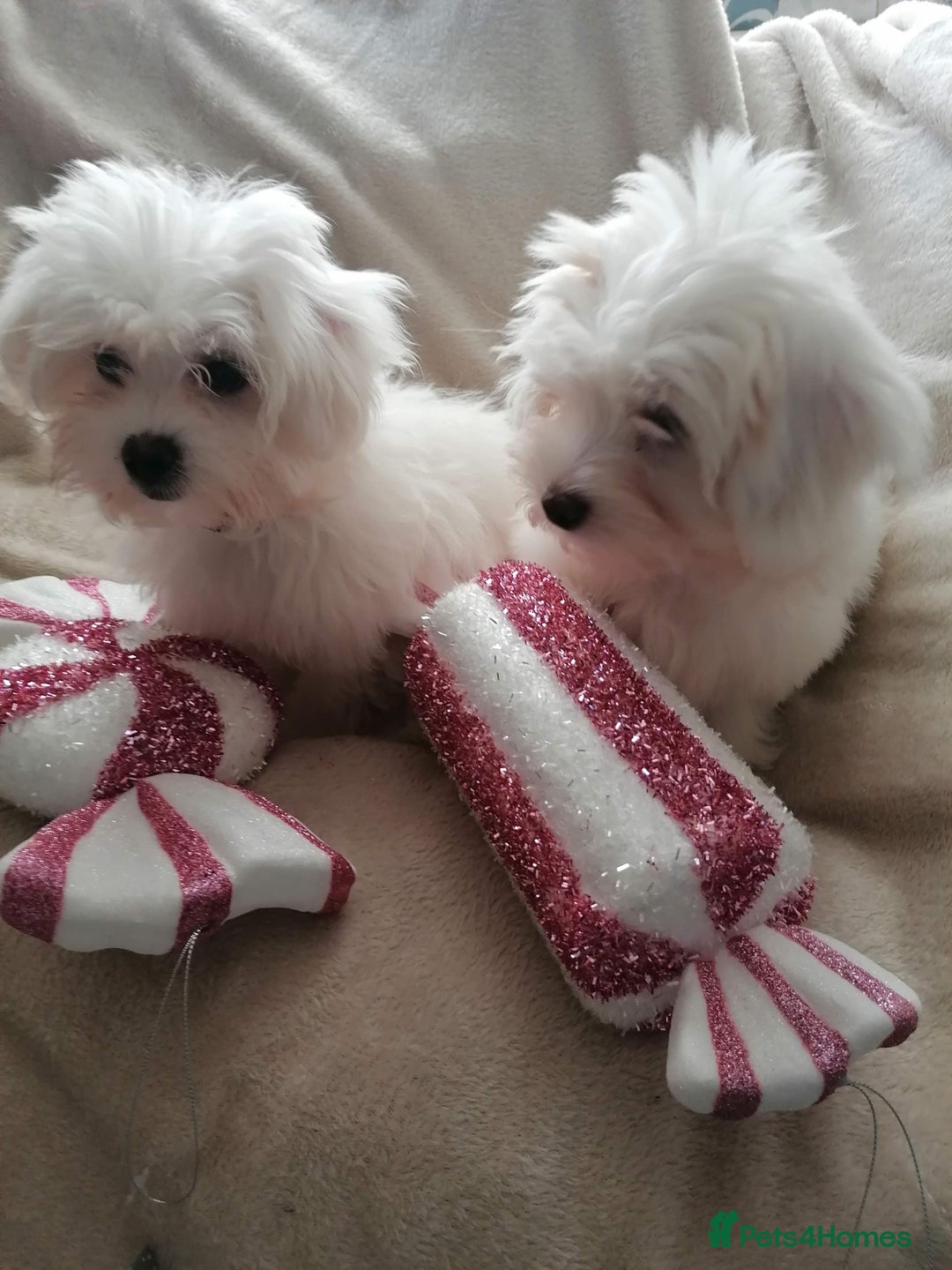Maltipoo dogs for sale: Maltipoo puppies looking new families 🤍 - Advert 5
