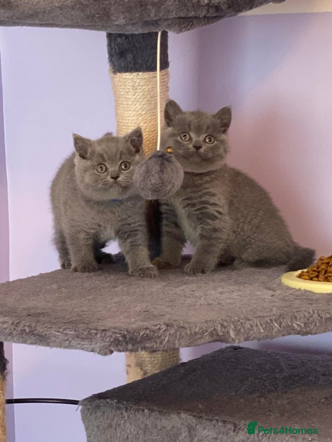 British Shorthair cats for sale: British Shorthair kittens - Image 3