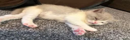 British Shorthair cats for sale: British shorthair cross (Scottish fold)  - Advert 6