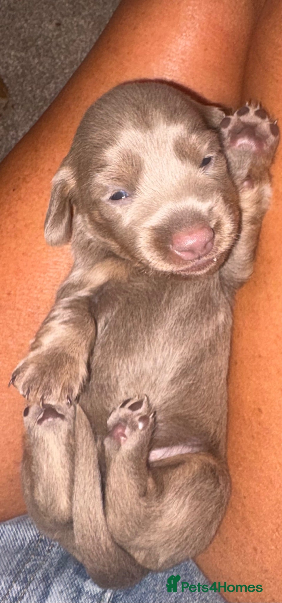 Miniature Dachshund dogs Beautiful Miniature Dachshund Puppies 🐾❤️ - Advert 2