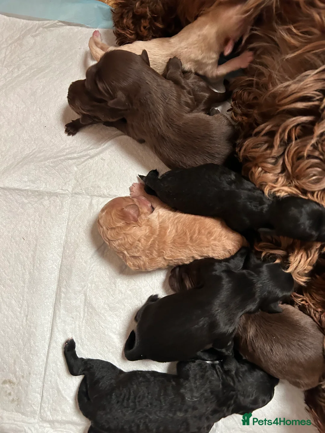 Cockapoo dogs for sale: Cockerpoo puppies  - Advert 17