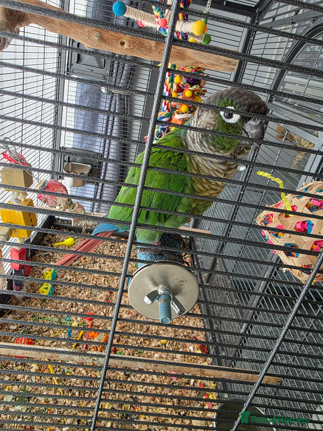 Conures birds for sale: Green checked conure  in Southampton - Advert 2