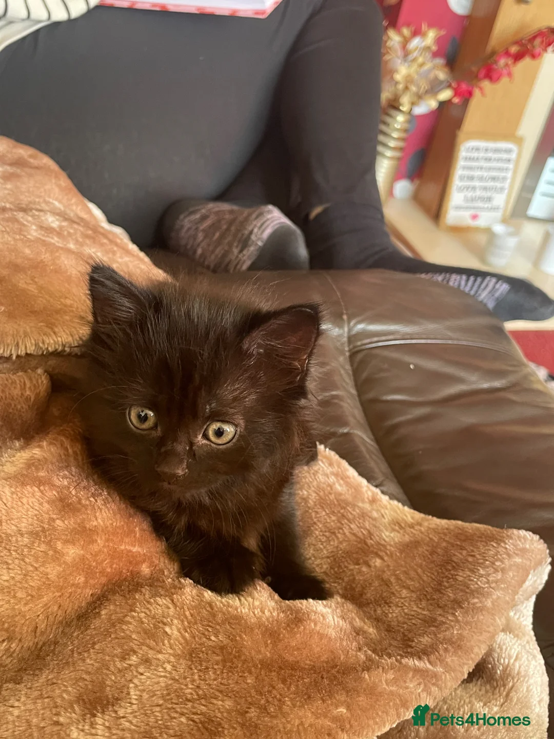 Mixed Breed cats for sale: Black kitten  - Advert 2