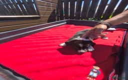 Border Collie dogs for sale: Border Collie pups for sale - Image 8