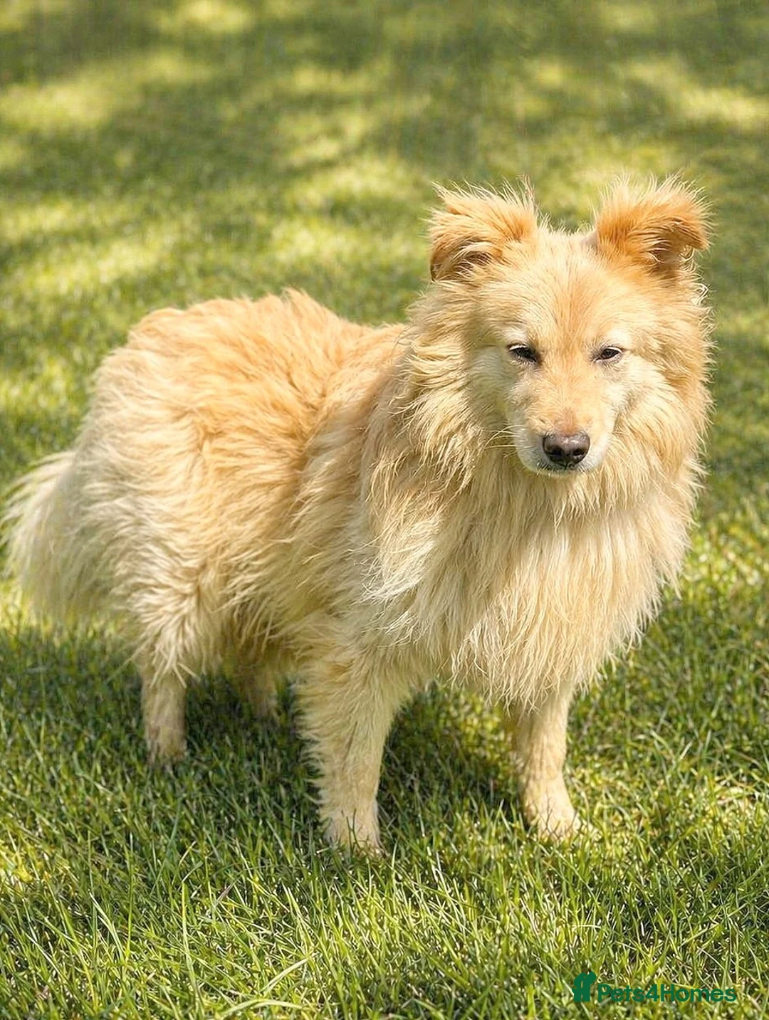 Mixed Breed dogs for adoption: 🐾 SCOTTY – A Gentle Soul with a Smart Mind ❤️ - Advert 1