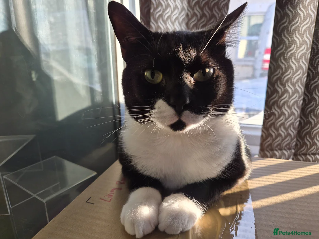 Mixed Breed cats for sale: 2 Year old Neutered Male  - Advert 3