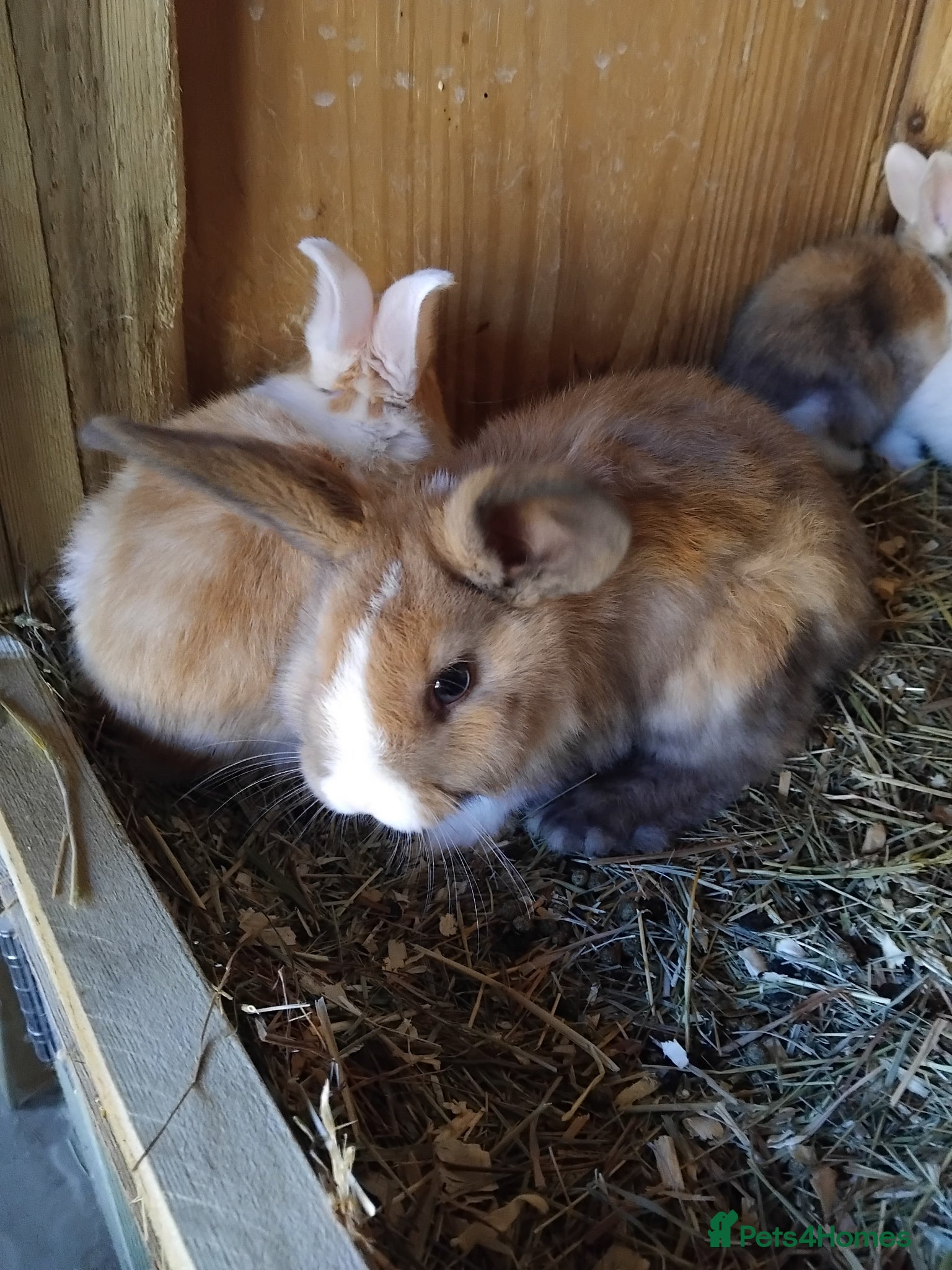 Mini Lop rabbits Baby lops - Advert 8