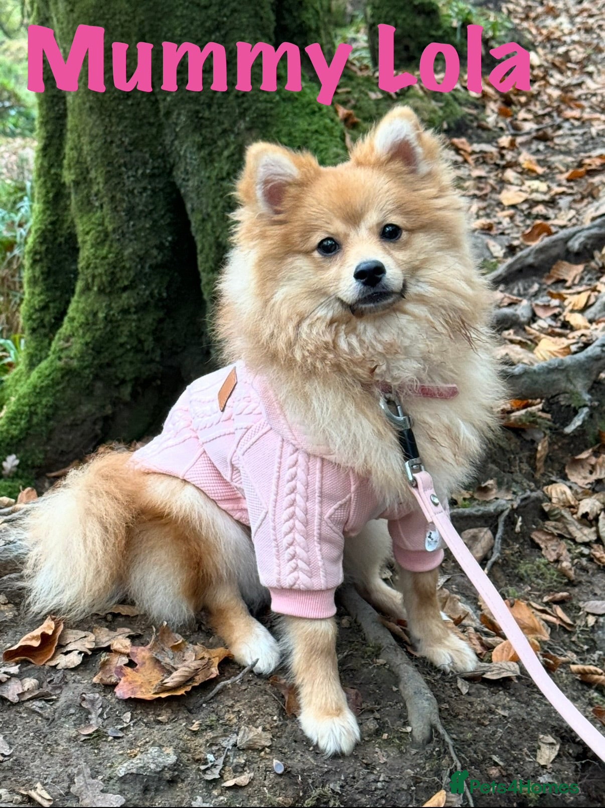 Pomeranian dogs for sale: Pomeranian Puppies Available To Reserve Now in Manchester - Advert 1