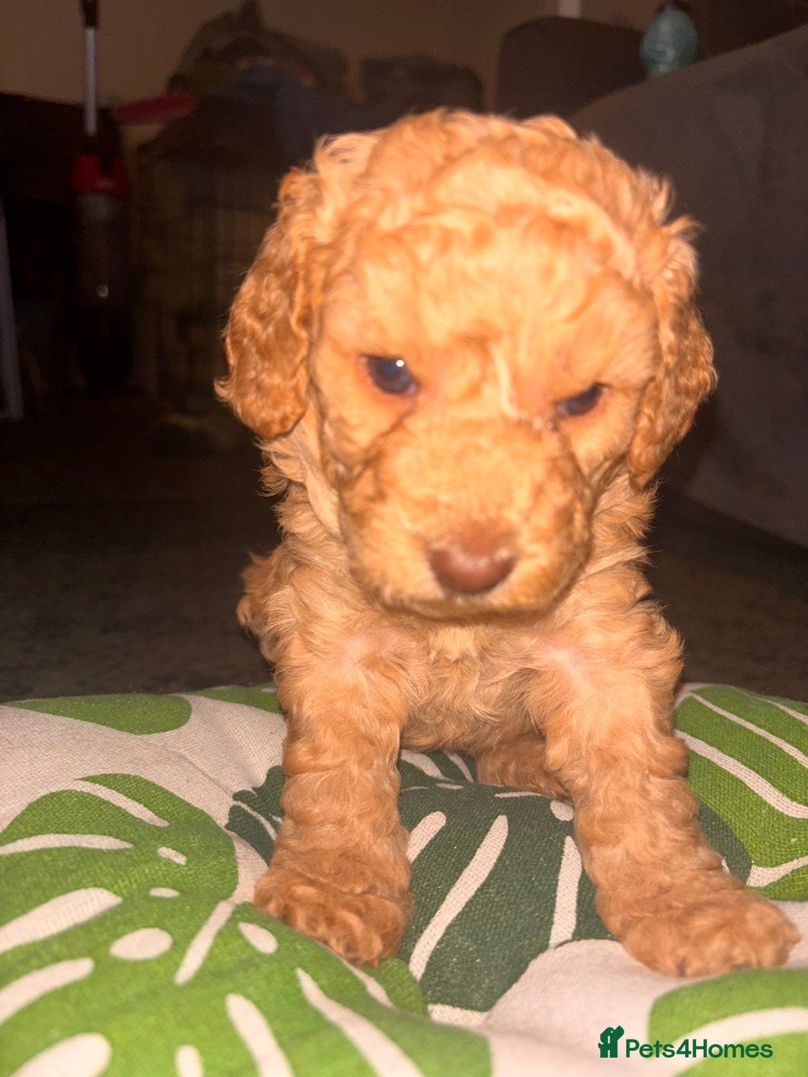 Cockapoo dogs Beautiful Cockapoo puppies F1b - Advert 16