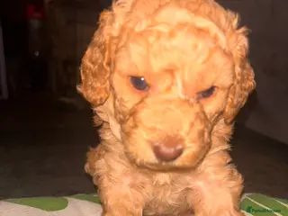 Cockapoo dogs Beautiful Cockapoo puppies F1b - Advert 16