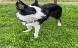 Border Collie dogs for sale: Border Collie Puppies - Image 33