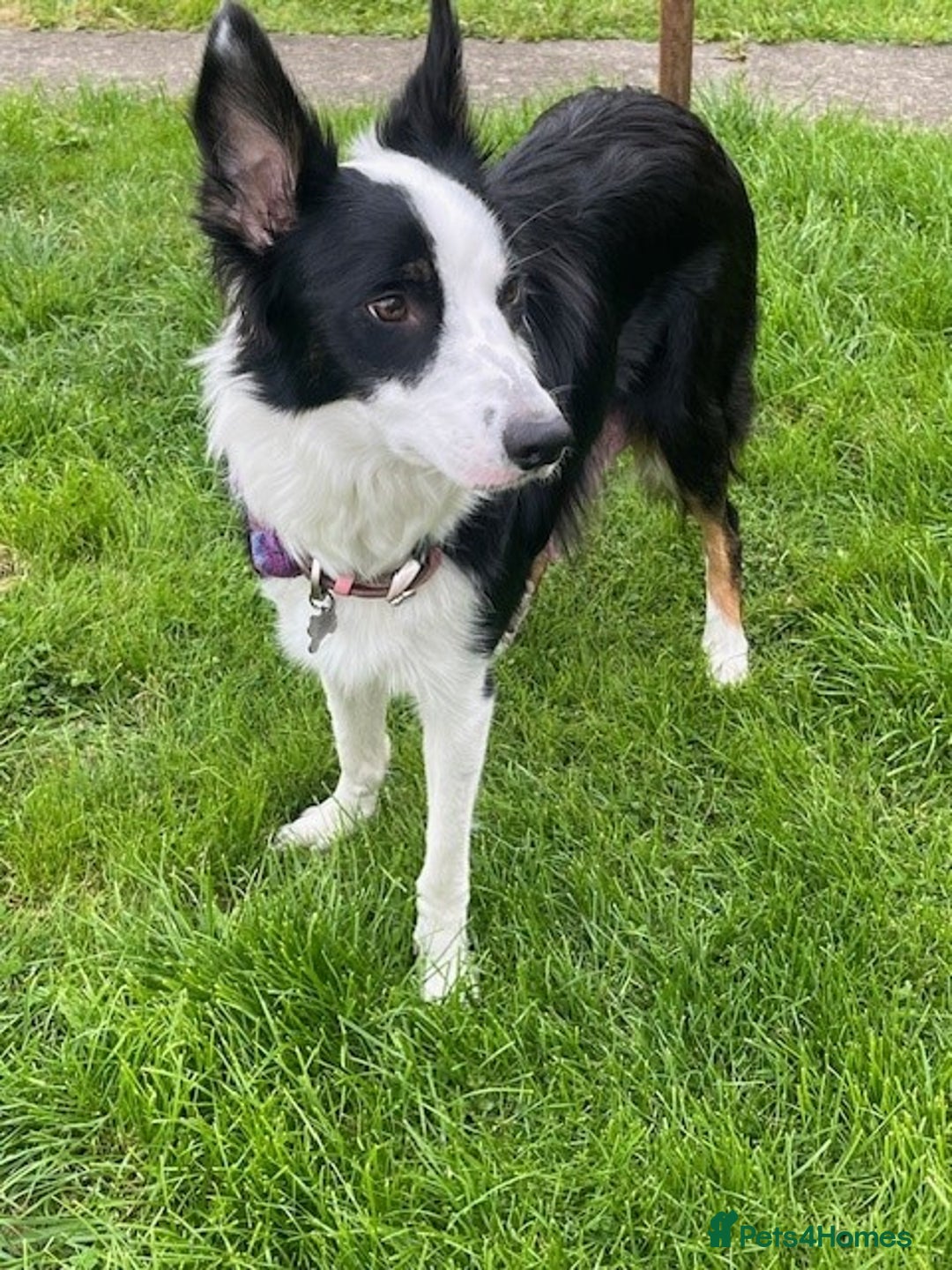 Border Collie dogs for sale: Border Collie Puppies - Image 33