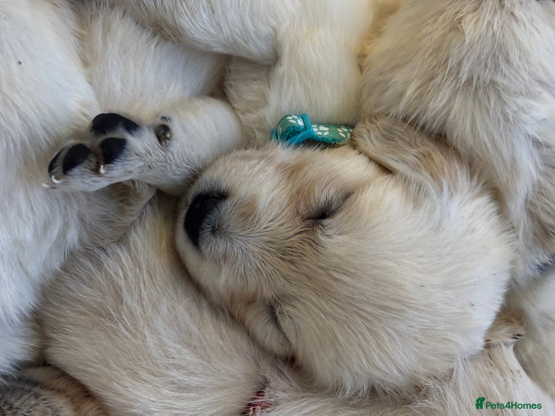 Golden Retriever dogs for sale: KC Registered Golden Retriever Puppies 🐾 - Image 10