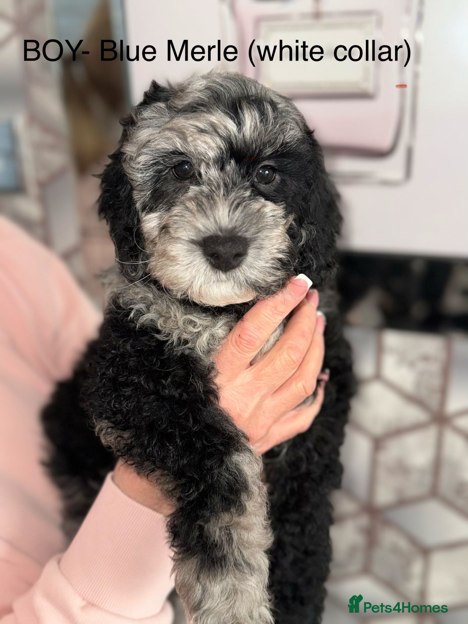 Cockapoo dogs Ready to go Stunning F1b Merle cockapoos  - Advert 16