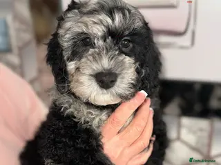 Cockapoo dogs Ready to go Stunning F1b Merle cockapoos - Advert 16