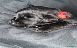 Mixed Breed dogs for sale: YOUR NEW BEST FRIEND IS WAITING!  - Image 24