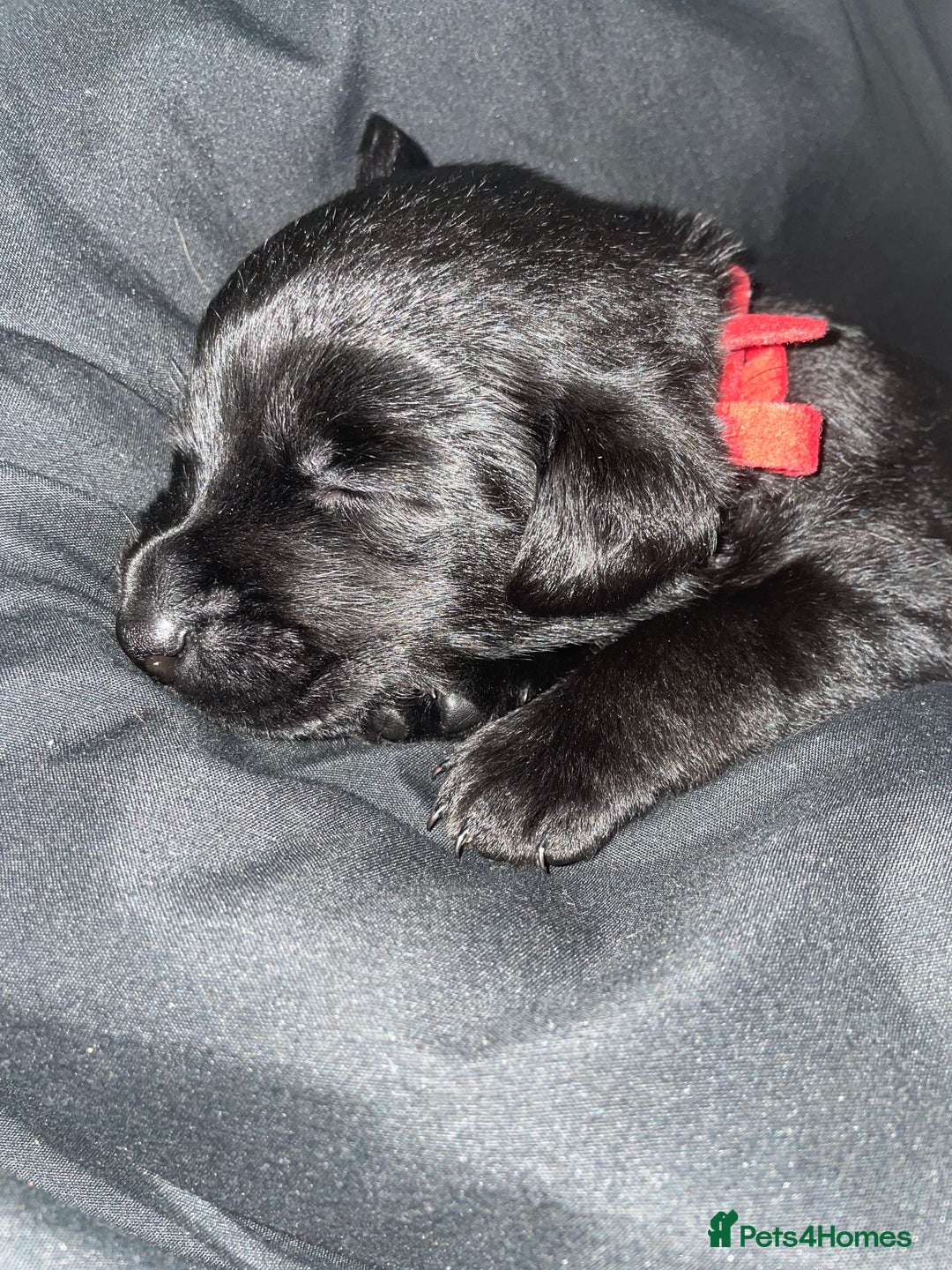 Mixed Breed dogs for sale: YOUR NEW BEST FRIEND IS WAITING!  - Image 24