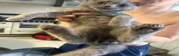 British Shorthair cats for sale: British Shorthair kittens  - Advert 10