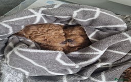 Mixed Breed dogs for sale: 2 lovely little boys - Image 5
