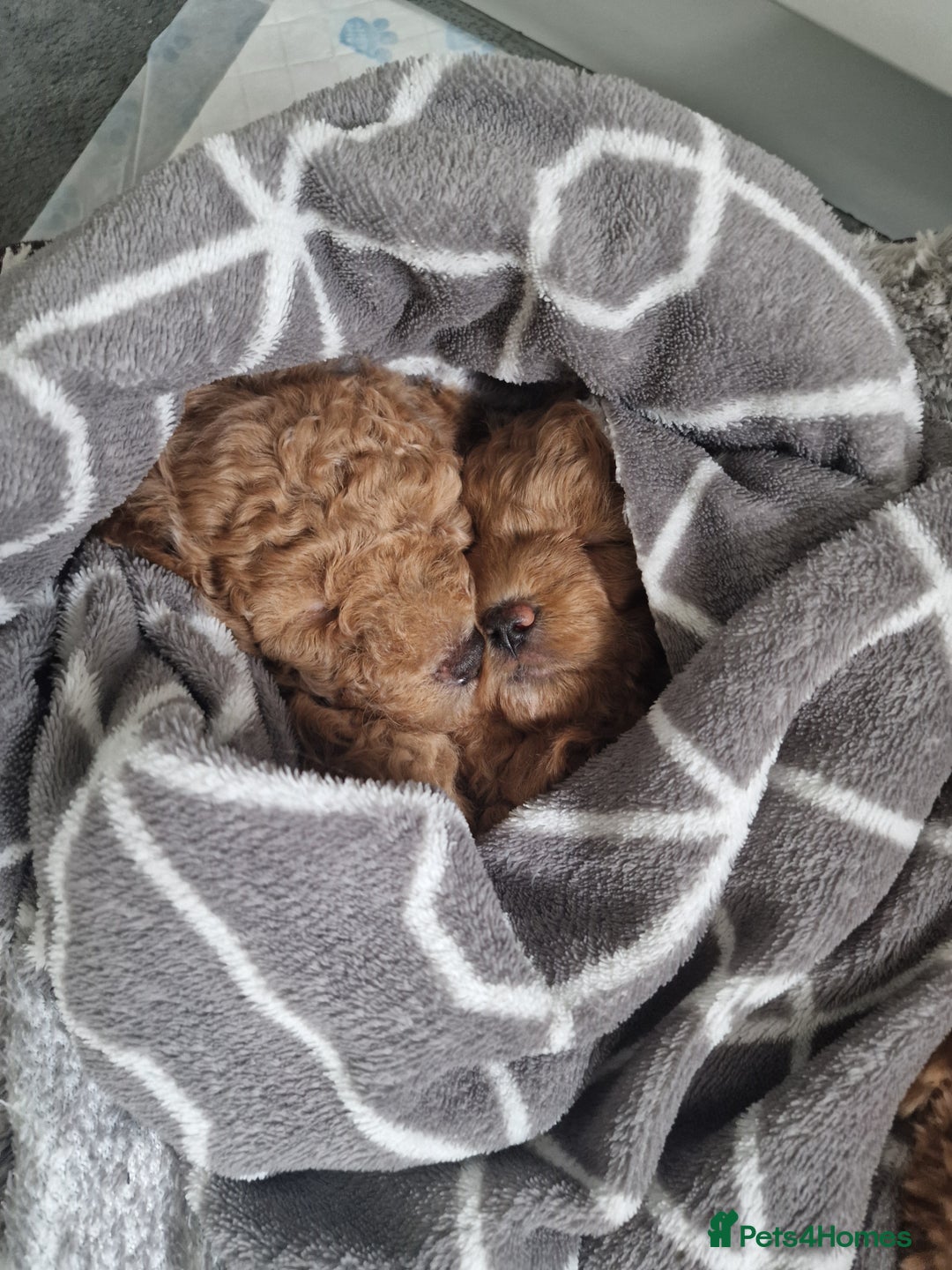 Mixed Breed dogs for sale: 2 lovely little boys - Image 5