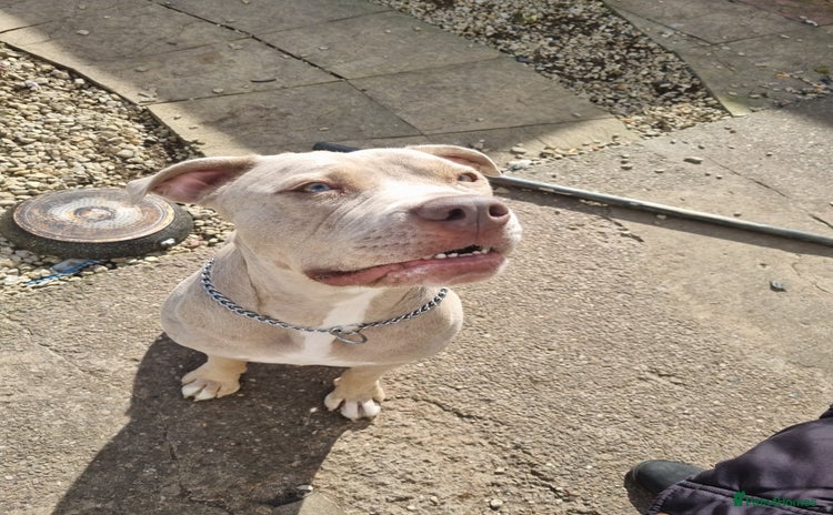 American Bully dogs in Oldbury - Advert 1