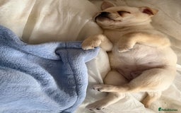 Pomeranian dogs for sale: Pug x Pomeranian mixed breed Puppies  - Advert 15