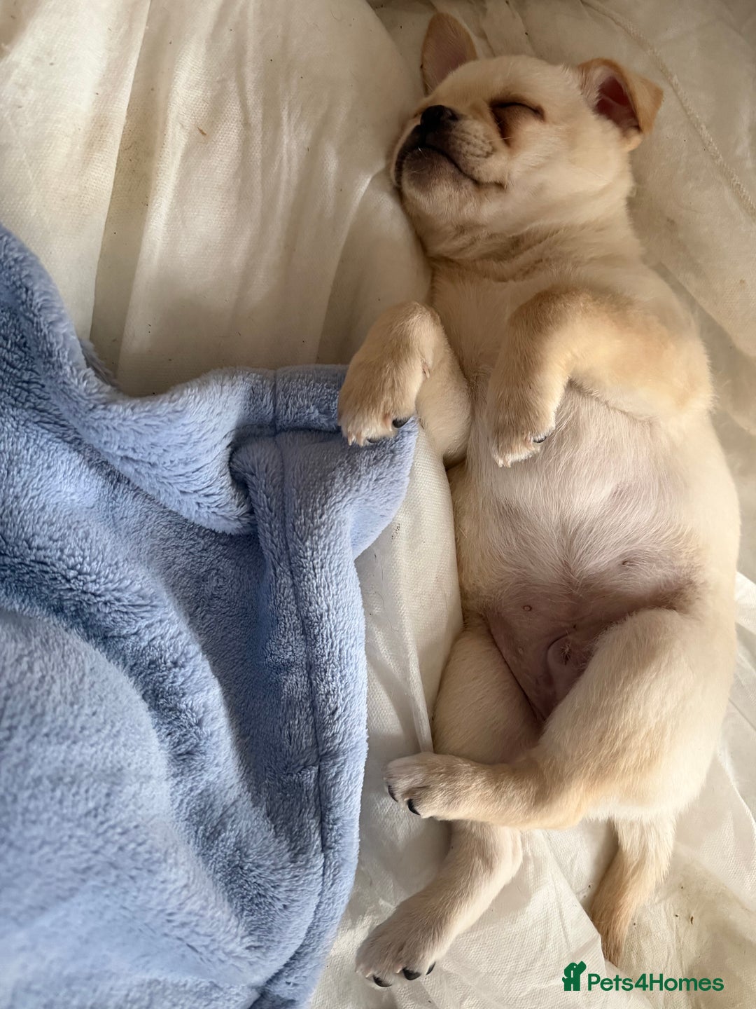 Pomeranian dogs for sale: Pug x Pomeranian mixed breed Puppies  - Advert 15