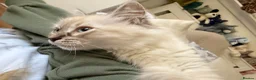 Ragdoll cats for sale: Ragdoll kitten in Bournemouth - Advert 3