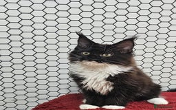 Maine Coon cats for sale: Pure breed Maine Coons Kittens  - Image 14