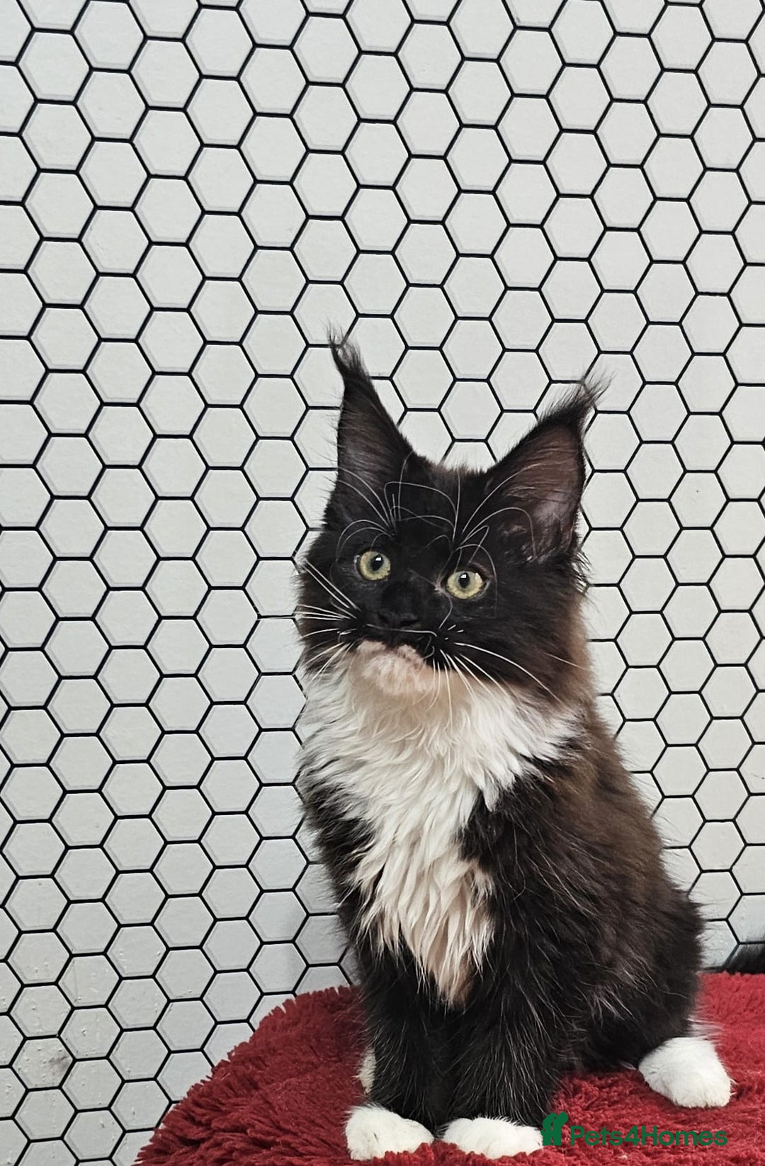 Maine Coon cats for sale: Pure breed Maine Coons Kittens  - Image 14