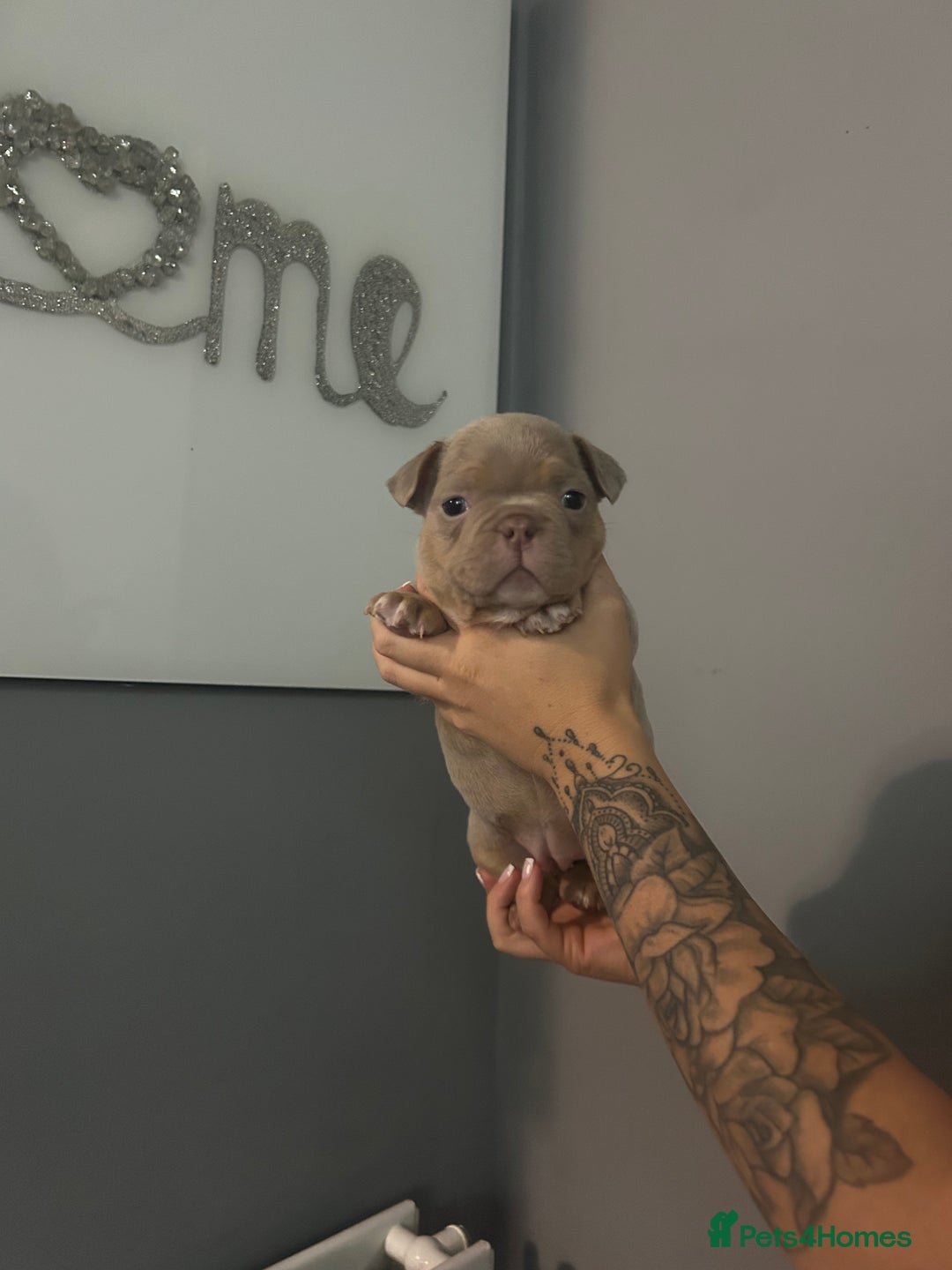 Mixed Breed dogs for sale: Pocket bully’s  - Advert 3