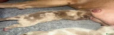 Puppy 9