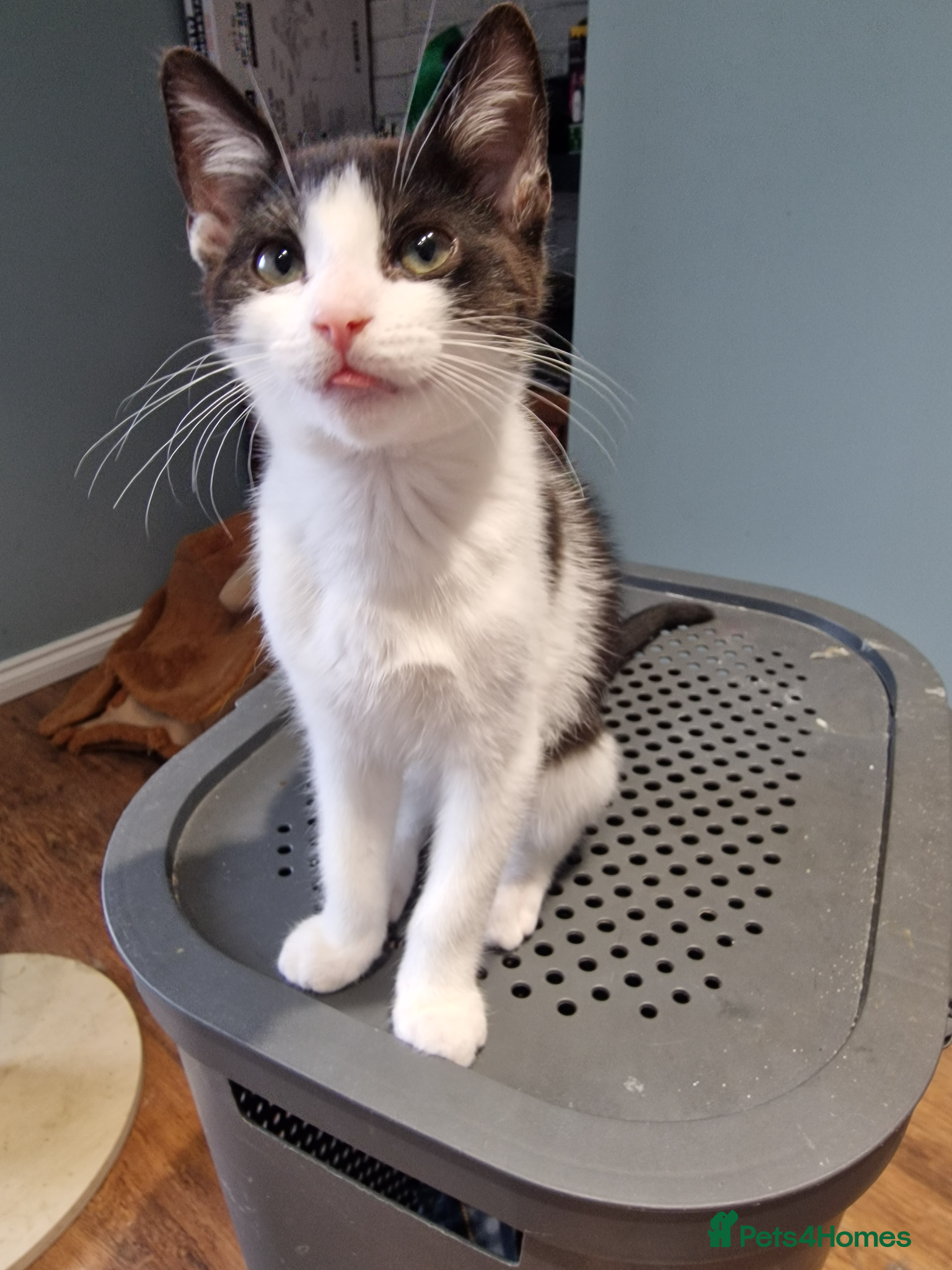 Mixed Breed cats Tree male kittens for sale - Advert 2