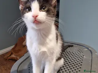 Mixed Breed cats Tree male kittens for sale - Advert 2