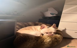 French Bulldog dogs for stud: Healthy platinum boy for Stud - Image 10